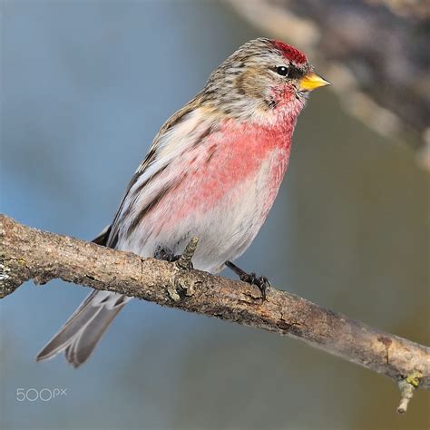 Male Common Redpoll by Tony Beck / 500px