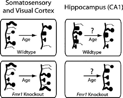 Schematic of dendritic spine development in neocortex and hippocampus ...