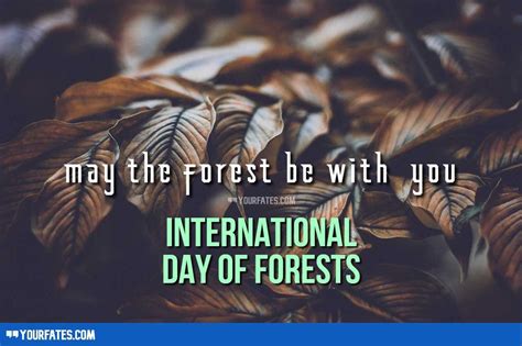 Forest Quotes, Types Of Forests, Sustainable Management, United Nations ...