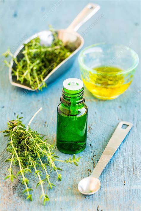 Essential oil of thyme (Thymus vulgaris) - Stock Image - C047/9164 - Science Photo Library