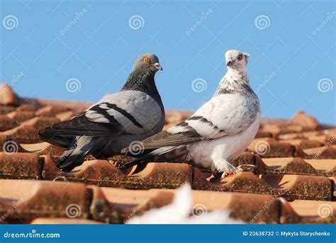 Pigeon On The Roof Of The House, Standing Pigeon, Dove Or Dove On Blurred Background Royalty ...