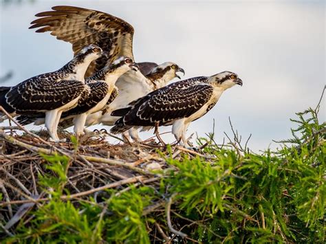 Osprey Nesting (All You Need To Know) | Birdfact