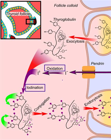 Production of Thyroid Hormone - Jeffrey Dach MD