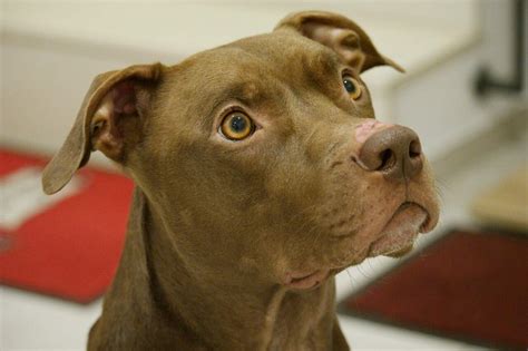 Long Hair Pitbull!? Techniques To Help Grow His Hair Long!