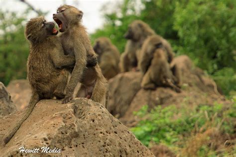 BABOON FIGHT | A baboon wrestling match turns serious in Lake Manyara National Park in Tanzania ...