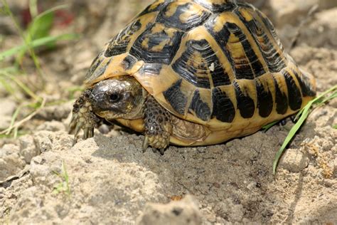 testudo hermanni hermanni , Natura Mediterraneo | Forum Naturalistico