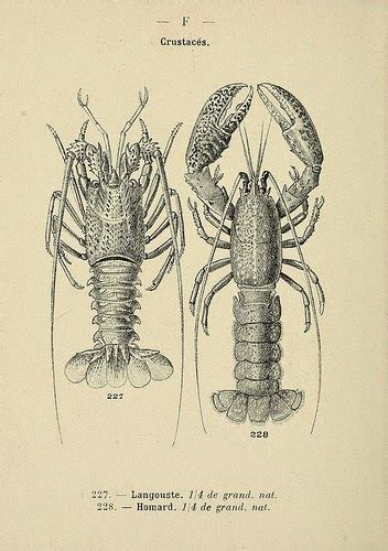 american lobster anatomy