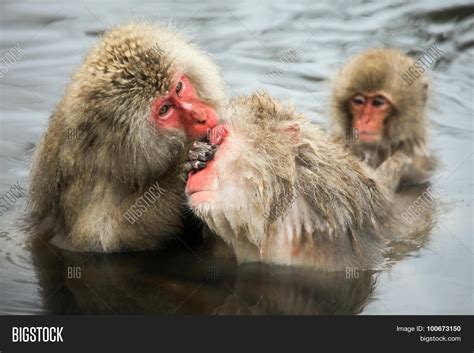 Snow Monkeys Macaque Image & Photo (Free Trial) | Bigstock