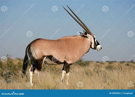 Gemsbok antelope stock photo. Image of african, kalahari - 9092922