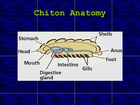 PPT - Phylum Molluska PowerPoint Presentation - ID:759684