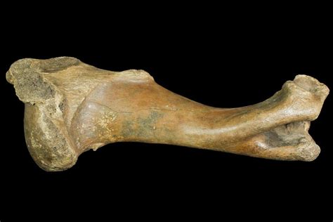 14.5" Pleistocene Aged Fossil Bison Humerus Bone - Kansas (#150449) For Sale - FossilEra.com