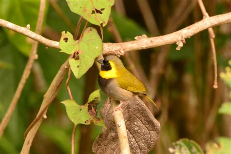 315 - CUBAN GRASSQUIT - Tiaris canorus - Male | Nombre comun… | Flickr