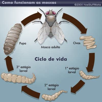 Análise entomológica como recurso da Ciência Forense: Ciclo de vida da mosca varejeira