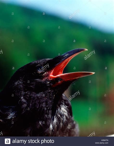 Carrion Crow Stock Photo - Alamy