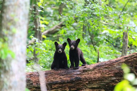 Top Native Georgia Animals