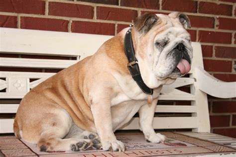 Raising Awareness About English Bulldog Health Issues | PetHelpful