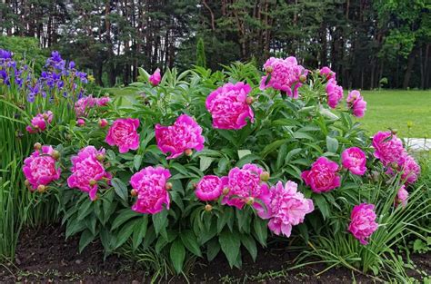 How Big Do Peonies Get? - Plantglossary