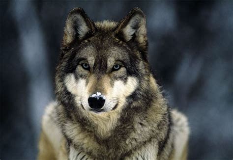 WOLF SPECIES - The Northern Rocky Mountain Wolf