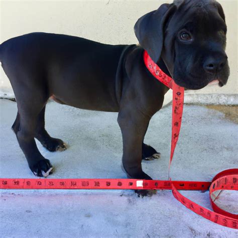 Cane Corso Dog Size: What to Expect as They Grow - Dogsized