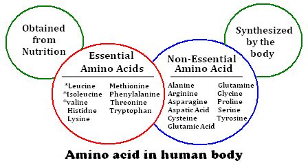 The Essential Amino Acids to keep us and our loved ones happy, healthy and well ! - Nourished ...