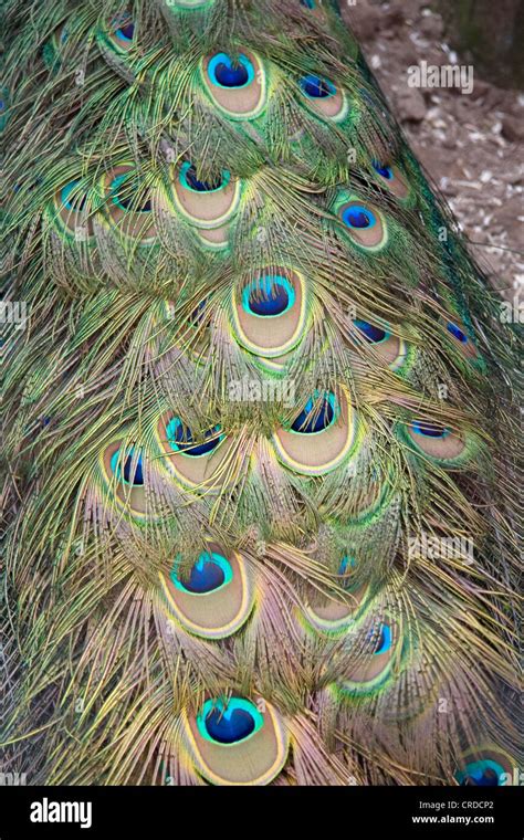 Male Peacock Tail Feathers Stock Photo - Alamy