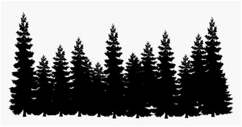 Shortleaf Black Spruce,balsam Fir,lodgepole Pine,tree,oregon ...