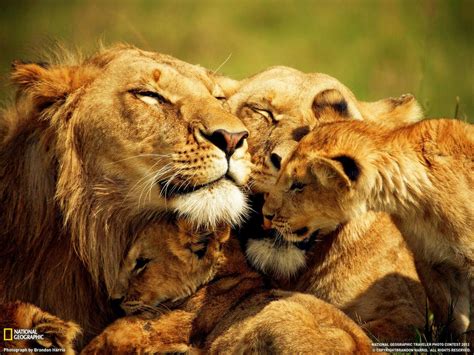 Lion Family Wallpapers - Top Free Lion Family Backgrounds - WallpaperAccess