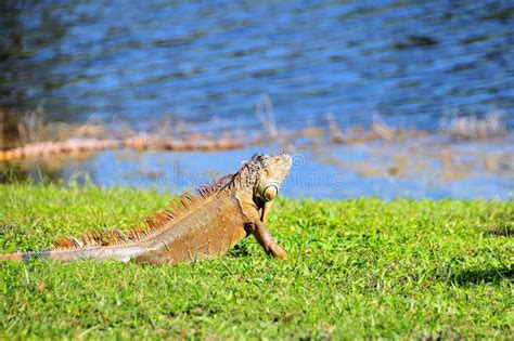 Iguana running along water stock image. Image of brown - 36339305