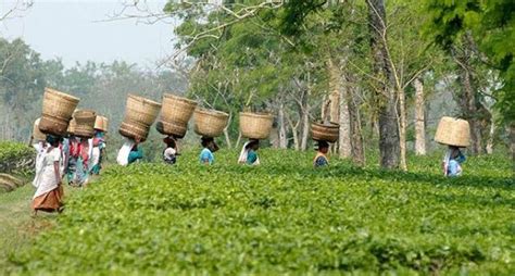 Tea industry in Assam incurs Rs 500-crore loss due to lockdown