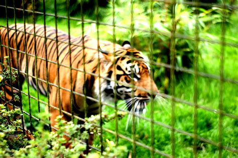 Lao Officials Exposed in Wildlife Trafficking