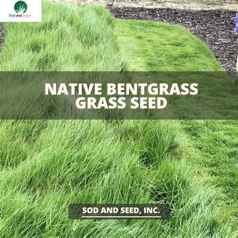 Native Bentgrass Seed – Sod and Seed, Inc.