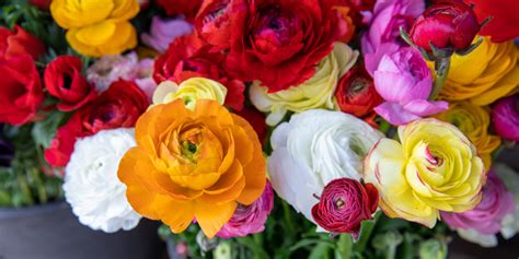 How to Grow Ranunculus from Seeds: A Step-by-Step Guide