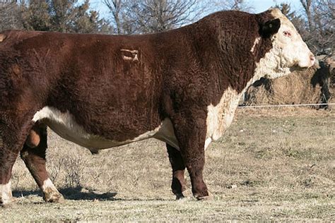 Polled Hereford Bulls