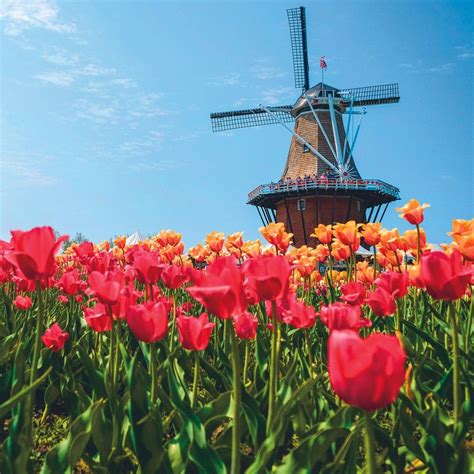 Since 1929, Holland, Michigan, has played host to Tulip Time, a ...