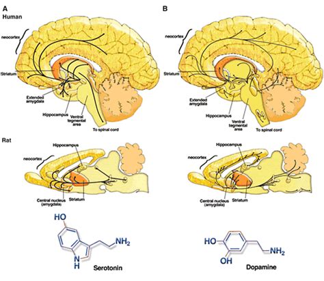 What is Dopamine? | Dopamine, Dopamine receptor, Body nervous system