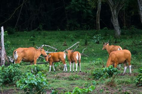 Banteng - Facts, Diet, Habitat & Pictures on Animalia.bio