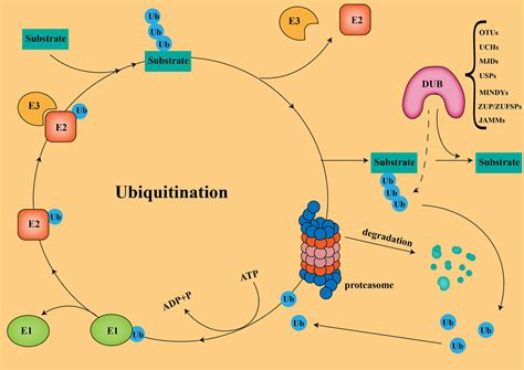 Frontiers | Role of ubiquitin specific proteases in the immune microenvironment of prostate ...