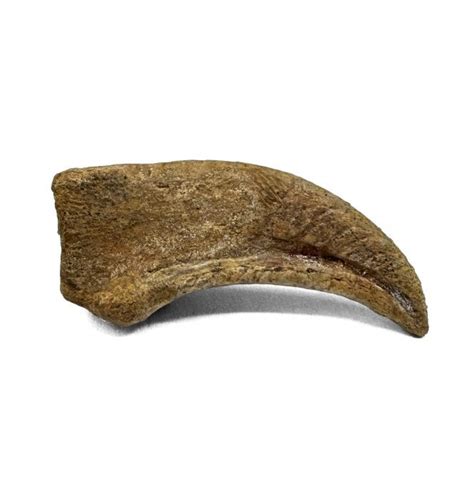 Fossils For Sale | Fossils-UK.com | Rare Cretaceous Theropod Dinosaur Claw from Kem Kem, Morocco ...