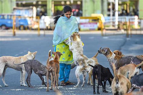 STRAY DOGS ARE A SOCIAL RESPONSIBILITY – A PERSPECTIVE