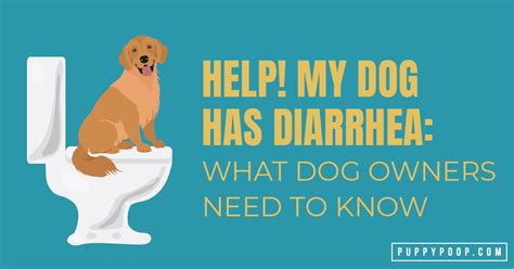 Causes of Dog Diarrhea to Keep Your Dog Healthy