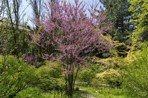 Eastern Redbud Tree for Sale - Trees.com