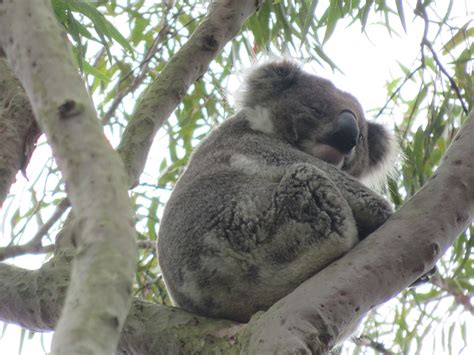 December-January: Peak Koala Breeding Season - Wildthing Environmental Consultants | Ecological ...