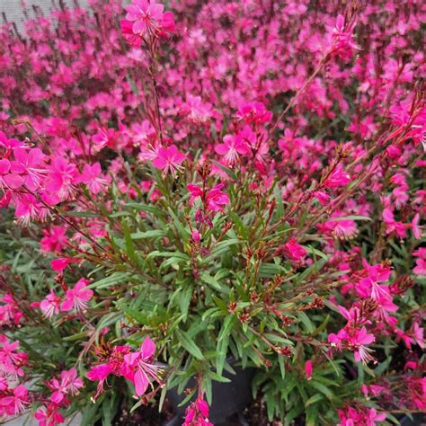 Gaura lindheimeri 'KLEGL22507' Gaura Belleza® Dark Pink from Plantworks Nursery