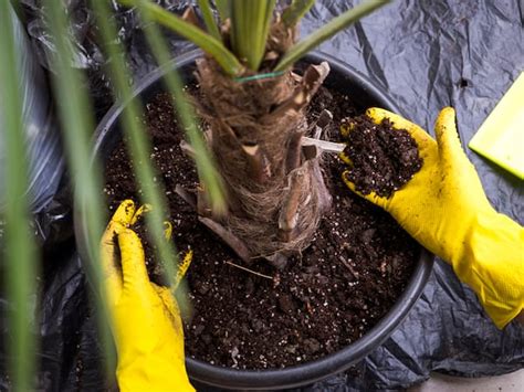 Growing Palm Trees in Pots - From planting to care