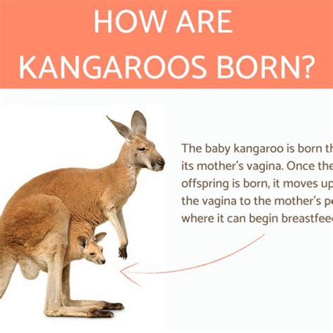 Kangaroo Life Cycle Nomenclature Cards Charts | atelier-yuwa.ciao.jp