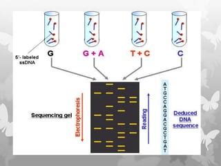 Protein and nucleic acid sequencing | PPT