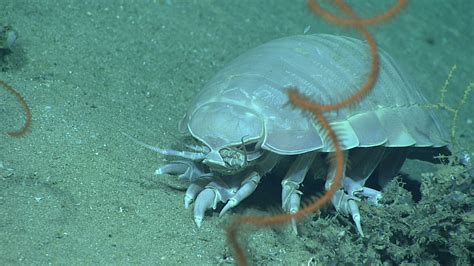 Giant Isopod | A giant deep-sea isopod, Bathynomus giganteus… | Flickr