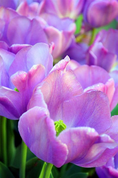 Tulips - Lavender Flower Nature - Frederico Domondon