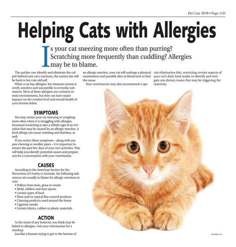 How Can You Tell If Your Cat Has Allergies - Cat Lovster