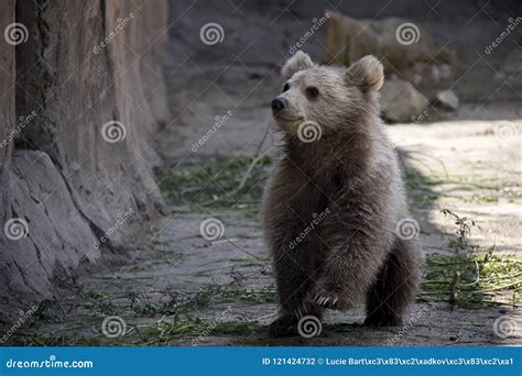 Himalayan brown bear cub. stock photo. Image of brown - 121424732